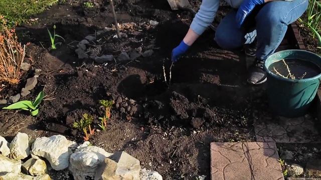 ЗАГЛУБЛЯТЬ ИЛИ НЕТ? СЕКРЕТЫ ПОСАДКИ РОЗ ЛАРИСЫ ЗАРУБИНОЙ!