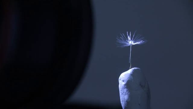 Dandelion Seeds with water drops, ADAPTALUX edition смотреть онлайн