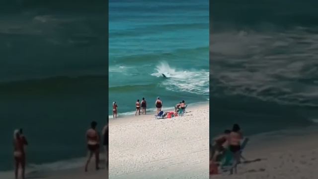 Огромная акула прямо у берега во Флориде 🏖