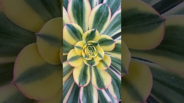 Sunburst Aeonium Arboreum var. Luteovariegatum