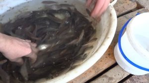 Ловля щуки на жерлицы. Живец.