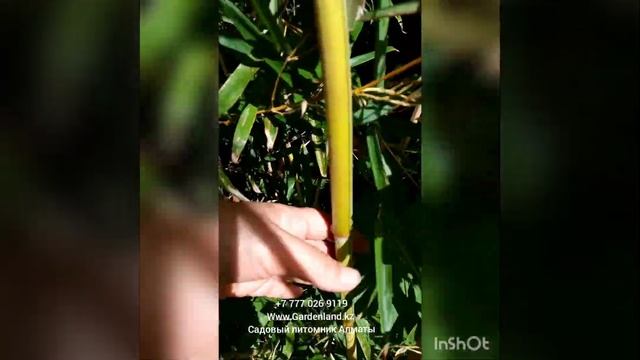 Садовый бамбук в Алматы. смотреть онлайн