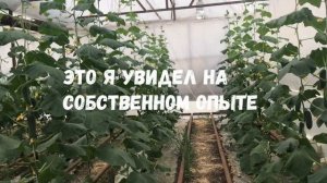 Огурцы привитые на фиголистную тыкву (фицефалию)