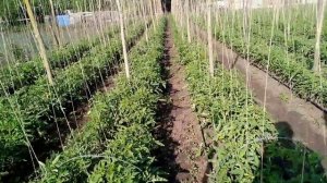 Выращивание высокорослых томатов в открытом грунте. Подвязка на шпалере Пасынкование в один стебель