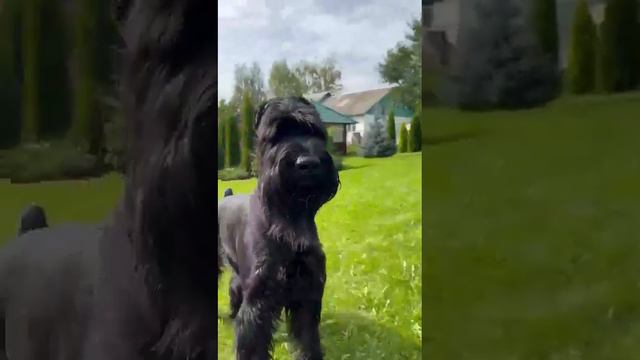 Ричи приносит свои игрушки #ризеншнауцер #riesenschnauzer #giant #자이언트