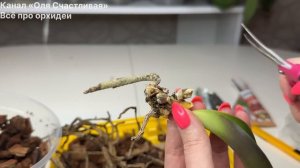 СОХНУТ корни орхидеи потом ЖЕЛТЕЮТ листья орхидеи