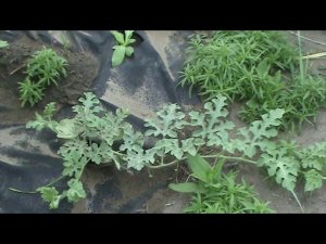 печальная бахча в июле