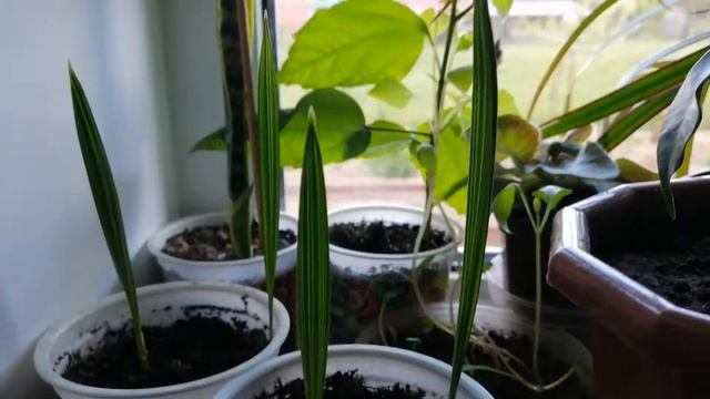 Что же выросло из косточек финиковой пальмы? смотреть онлайн