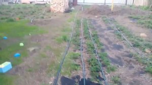 Как поливать клубнику / Капельный полив клубники / Системы полива