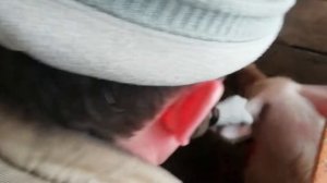 Как заколоть свинью живым весом 220 кг