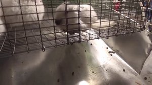 Как поить маленьких крольчат