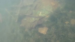 Золото на глубине!