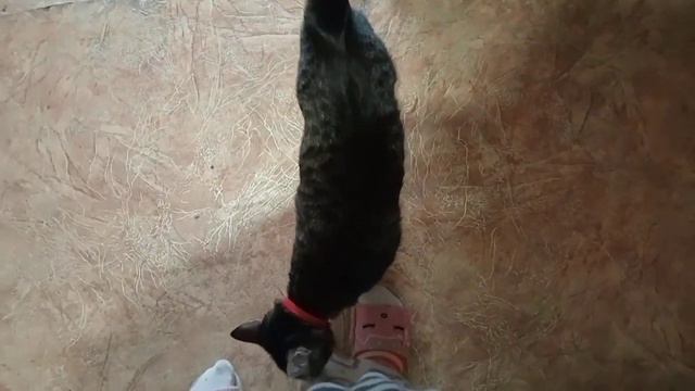 Запорожье. 23.03.23. В городе тихо. Розы выжили . Мышка и тапок . смотреть онлайн