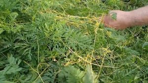 НУЖЕН СОВЕТ! ПОВИЛИКА на моркови - что делать?