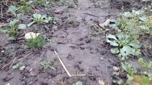 Море выползков на участке!!! КАК???