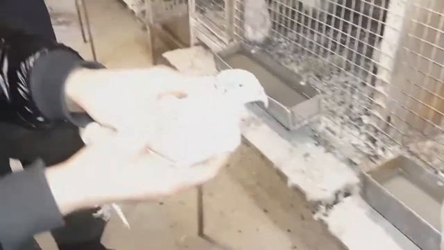 Уй шаройитида бедана бокиш ва ундан 10000₽ Даромад килиш смотреть онлайн