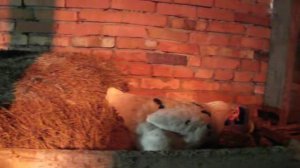 Как остановить падёж кур в курятнике? / От Океаны