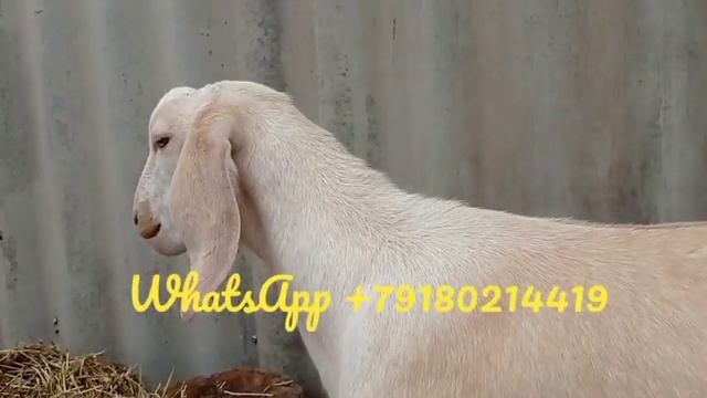 27.02.2023 г. Управляюсь по хозяйству. Козы играют, балуются. Котята греются на солнышке. смотреть онлайн