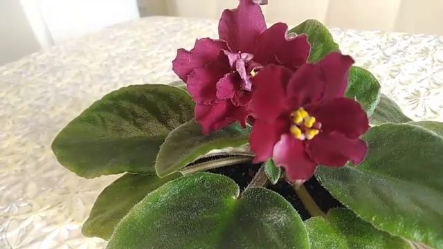 Цветение фиалок после частичного омоложения. смотреть онлайн