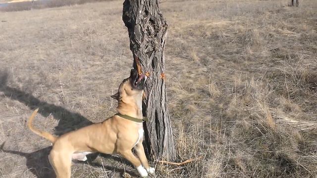 Strike vs Акация смотреть онлайн