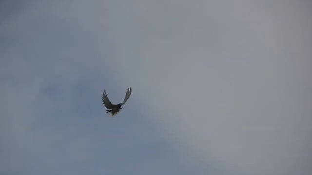 Голуби Камчатного В.С. Молодёжь(май 2018) смотреть онлайн