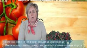 Крупноплодные томаты ✅ Выбираем лучшие сорта томатов. Приусадебное хозяйство.