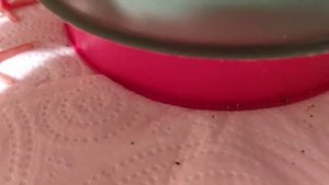 Индоутята! Одна, но большая коробка для Индоутят,  лучше чем две маленьких! Поилки для малышат!