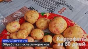 Первый Картофель через 60 дней на песчаном грунте