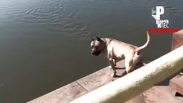 Самая умная собака в Мире! Нереальный трюк! Рыбачёв и Пёс смотреть онлайн