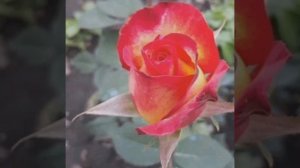 ЦВЕТЫ СЧАСТЬЯ! ? Красивая татарская песня /Матур татар жыры.