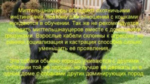 миттельшнауцер описание породы содержание и уход
