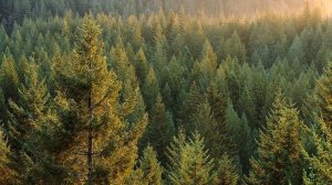 Леса России