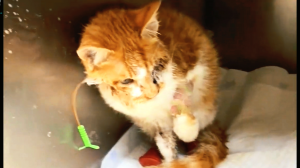 Невероятное видео о спасении кота, которое заставит вас поверить в чудеса.