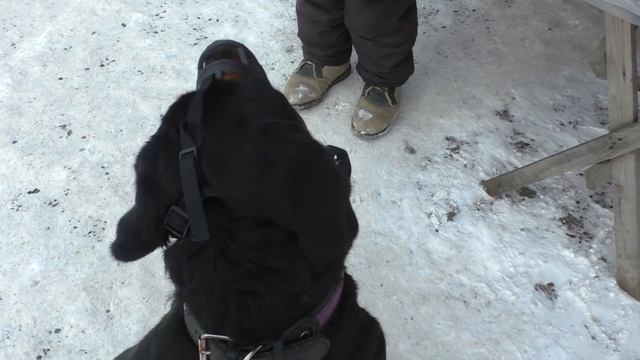 Прогулка Ротвейлера по городу. Что делать если собака не смотрит в глаза? смотреть онлайн
