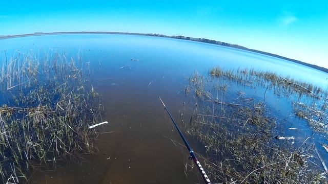 Рыбалка на карася в нерест - Нерест карась трется и плещется в траве