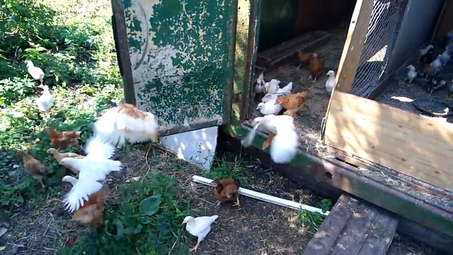 куры несушки .цыплята на прогулке.содержание кур. смотреть онлайн