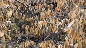 США-Прошу совета о замерзшем лимоне.Растения замёрзли.Помогите лимон !-Последствия заморозков.