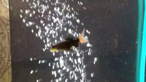 Пополнение - коридорасы леопардовые, лабео, тернеции и эхинодорус амазонский FullHD