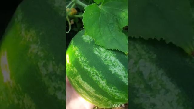 Дыня Эфиопка растет.Арбуз Кримсон свит наливается.Циния Белый медвежонок гибрид. смотреть онлайн