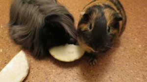 Чем кормить свинок зимой. Какую сочку можно.