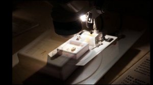 Сибирский левша . Удивительные миниатюры под микроскопом