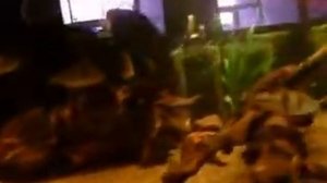 аквариумные акулы