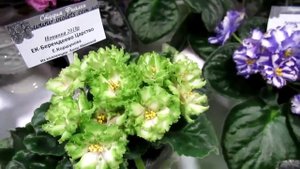 Фиалка ЕК Берендеево Царство Коршунова Е