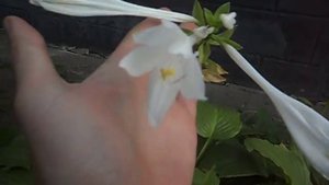 Какие цветы любят тень?