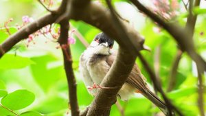 Birds Singing - 10 hours Relaxing Bird Sounds, Soothing Nature Sounds, Sleep Well