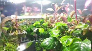 Полюдариум