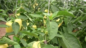 Сноувайт F1 (Snowwhite F1) перец сладкий (Rijk Zwaan)