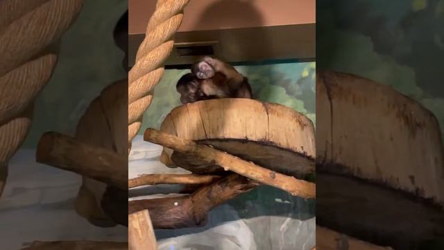 Зоопарк в Нижнем Новгороде смотреть онлайн