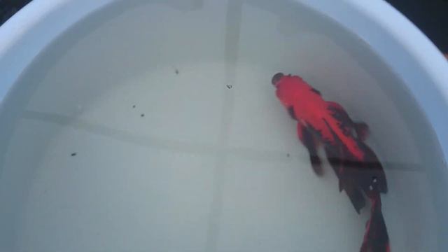 Искусственно окрашенная комета. смотреть онлайн