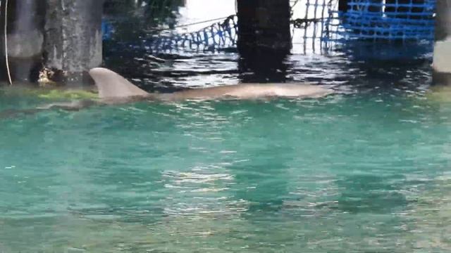 Дельфиний риф в Эйлате смотреть онлайн